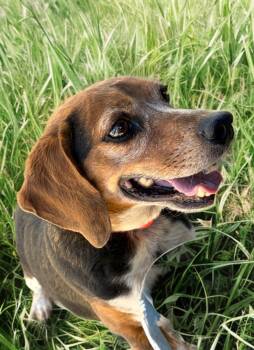 Beagle Dogs Available for Adoption in Kingman, Arizona - Bobo | PetCurious
