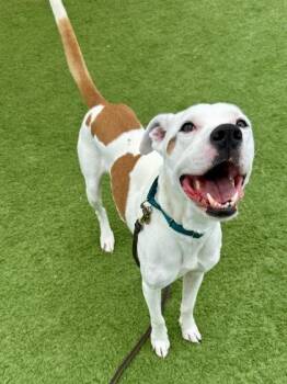 Maxwell -  Pit Bull Terrier Dog for Adoption in Downers Grove, Illinois - Maxwell | PetCurious