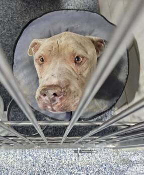 Pit Bull Terrier Dogs Available for Adoption in Charlotte, North Carolina - TWIN | PetCurious