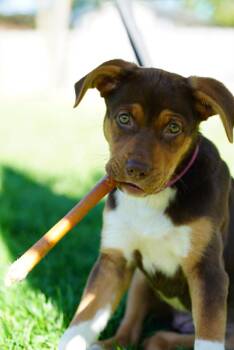 Mixed Breed Dogs Available for Adoption in Kenosha, Wisconsin - Sedona | PetCurious