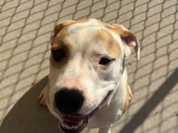Rescue Pit Bull Terrier and Mixed Breed Dogs for Adoption in Tulsa, Oklahoma - TOMBSTONE | PetCurious