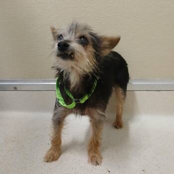 Rescue Yorkshire Terrier Dogs for Adoption in Pawleys Island, South Carolina - Gertrude | PetCurious