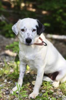 Royce in NH. Come Meet our Adoptable Dogs Wednesday-Saturday. Mo -  Beagle Dog for Adoption in Manchester, New Hampshire - Royce In NH. Come Meet Our Adoptable Dogs Wednesday-Saturday. Mo | PetCurious