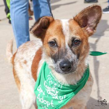 Rescue Terrier and Australian Cattle Dog Blue Heeler Dogs for Adoption in Washington, District Of Columbia - Monterey Jack | PetCurious