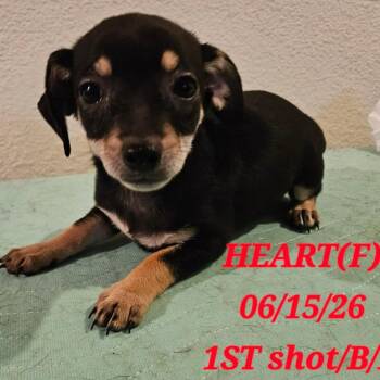 AVAILABLE 8/30 Heart -  Miniature Dachshund and Chihuahua Dog for Adoption in Loves Park, Illinois - AVAILABLE 8/30 Heart | PetCurious