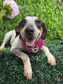 Birdie -  Bluetick Coonhound and Mixed Breed Dog for Adoption in Meeker, Oklahoma - Birdie | PetCurious