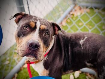 Pit Bull Terrier Dogs Available for Adoption in Orlando, Florida - MARSHALL | PetCurious