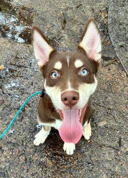 Siberian Husky and Shepherd Dogs Available for Adoption in Sumter, South Carolina - Baby Snickers | PetCurious