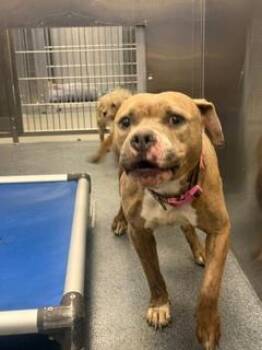 BABYGIRL -  Pit Bull Terrier Dog for Adoption in Dallas, Texas - BABYGIRL | PetCurious