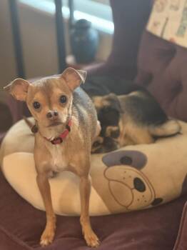 Chihuahua Dogs Available for Adoption - Winston | PetCurious