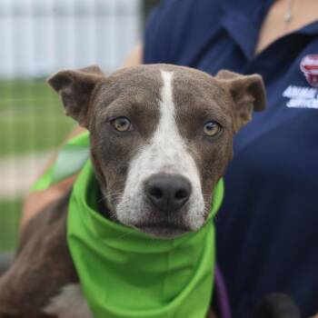 American Staffordshire Terrier Dogs Available for Adoption in San Antonio, Texas - PENNY | PetCurious