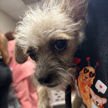 Chihuahua and Mixed Breed Dogs Available for Adoption in Yuma, Arizona - Bups | PetCurious
