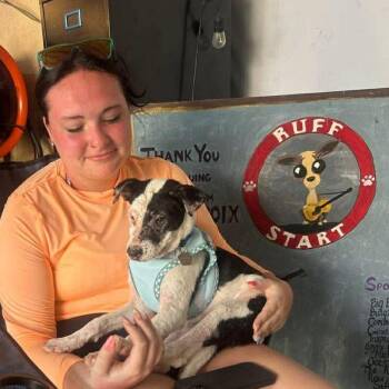 Matthew -  Mixed Breed Dog for Adoption in Washington, Pennsylvania - Matthew | PetCurious