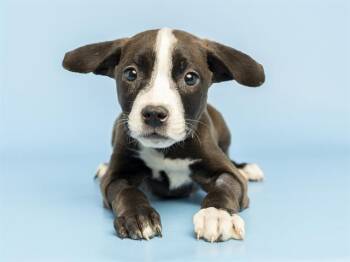 Pit Bull Terrier Dogs Available for Adoption in Phoenix, Arizona - COOKIE | PetCurious