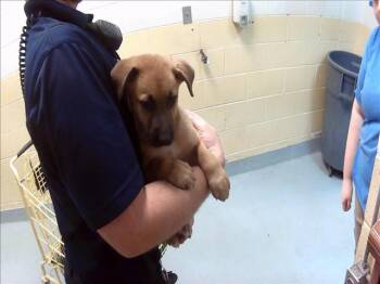 DEBBIE FROM HR -  German Shepherd Dog and Mixed Breed Dog for Adoption in Tulsa, Oklahoma - DEBBIE FROM HR | PetCurious