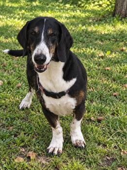 Dottie -  Dachshund Dog for Adoption in Saint Clairsville, Ohio - Dottie | PetCurious