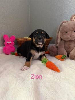 Pit Bull Terrier Dogs Available for Adoption - Zion | PetCurious