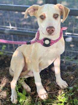 Chase -  Labrador Retriever Dog for Adoption in Anderson, Indiana - Chase | PetCurious