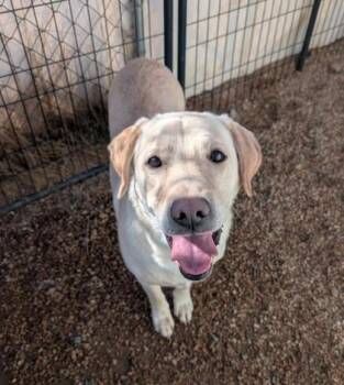 Sea Biscuit -  Labrador Retriever and Mixed Breed Dog for Adoption in Divide, Colorado - Sea Biscuit | PetCurious