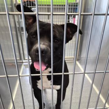 Bob -  Terrier Dog for Adoption in Montgomery, Alabama - Bob | PetCurious