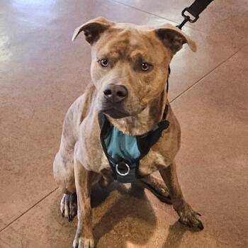 Pit Bull Terrier Dogs Available for Adoption in Palm Springs, California - Anakin | PetCurious