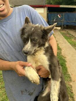 A476813 -  Australian Shepherd and Mixed Breed Dog for Adoption in Oklahoma City, Oklahoma - A476813 | PetCurious