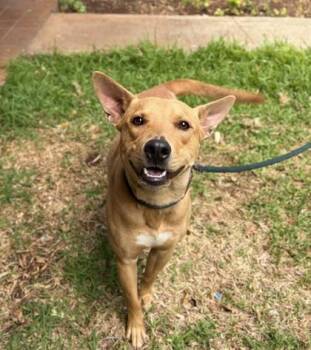 Bartlebee -  Terrier and Mixed Breed Dog for Adoption in Honolulu, Hawaii - Bartlebee | PetCurious
