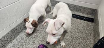 Terrier Dogs Available for Adoption in Van Wert, Ohio - Hyacinth | PetCurious