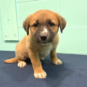 Labrador Retriever Dogs Available for Adoption in Cabot, Arkansas - Della Jean | PetCurious