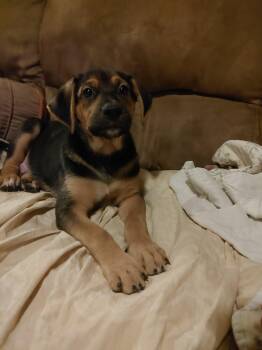 Rooster -  Labrador Retriever and Mixed Breed Dog for Adoption in Zimmerman, Minnesota - Rooster | PetCurious