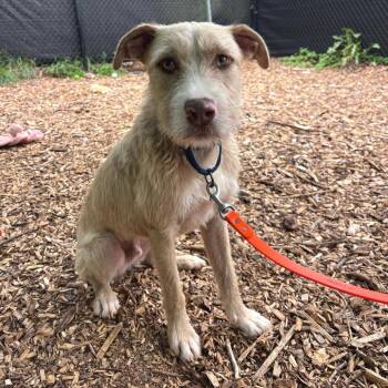 Max -  Terrier Dog for Adoption in Briarcliff Manor, New York - Max | PetCurious