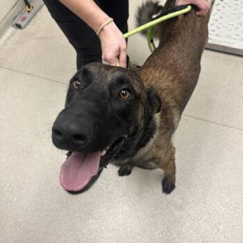 Mayday -  Belgian Shepherd Malinois Dog for Adoption in Murray, Utah - Mayday | PetCurious
