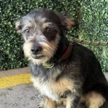 Rescue Terrier Dogs for Adoption in Graham, Washington - BECKHAM | PetCurious