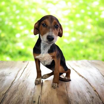 Rescue Beagle Dogs for Adoption in Dallas, Georgia - Suzie | PetCurious