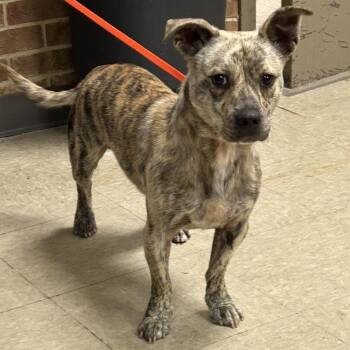 Coop -  Terrier Dog for Adoption in Birmingham, Alabama - Coop | PetCurious