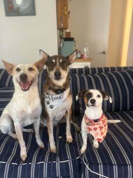 Maple -  Jack Russell Terrier and Beagle Dog for Adoption in La Verne, California - Maple | PetCurious