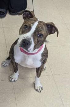 Pit Bull Terrier and Mixed Breed Dogs Available for Adoption in Killeen, Texas - KAZOO | PetCurious
