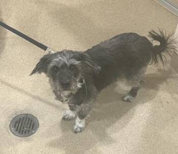 Coach -  Terrier and Mixed Breed Dog for Adoption in Longmont, Colorado - Coach | PetCurious