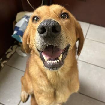 Rooster -  Mixed Breed Dog for Adoption in Corbin, Kentucky - Rooster | PetCurious