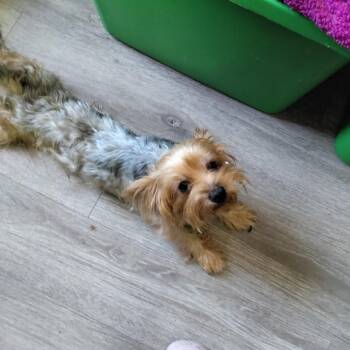 Kane -  Yorkshire Terrier Dog for Adoption in Webster, Texas - Kane | PetCurious