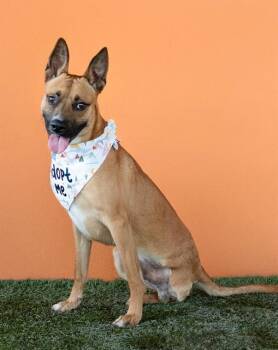 TANGO -  Belgian Shepherd Malinois and Mixed Breed Dog for Adoption in Doral, Florida - TANGO | PetCurious