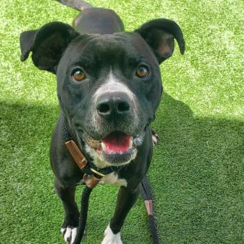 Warren -  Terrier Dog for Adoption in Chattanooga, Tennessee - Warren | PetCurious