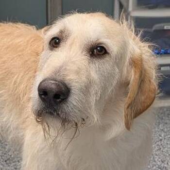 Irish Wolfhound and Golden Retriever Dogs Available for Adoption in Greenville, South Carolina - Atlanta | PetCurious