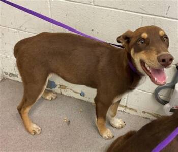 Doberman Pinscher and Siberian Husky Dogs Available for Adoption - DOROTHY | PetCurious