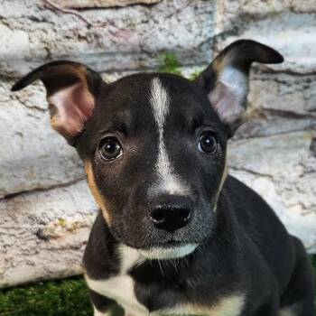 Terrier and Mixed Breed Dogs Available for Adoption in Austin, Texas - Elara AL | PetCurious