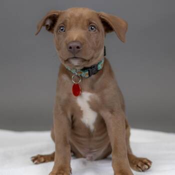 Ontario -  Mixed Breed Dog for Adoption in Portland, Oregon - Ontario | PetCurious