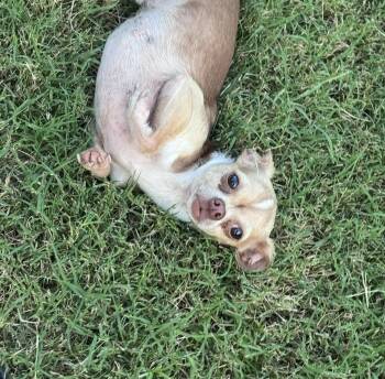 Gee -  Chihuahua Dog for Adoption in Forney, Texas - Gee | PetCurious
