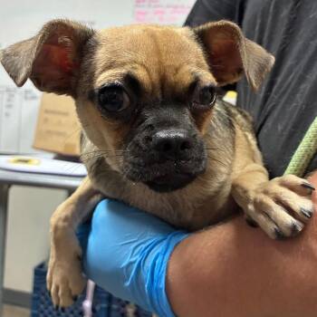 Sully -  Chihuahua Dog for Adoption in Yuma, Arizona - Sully | PetCurious