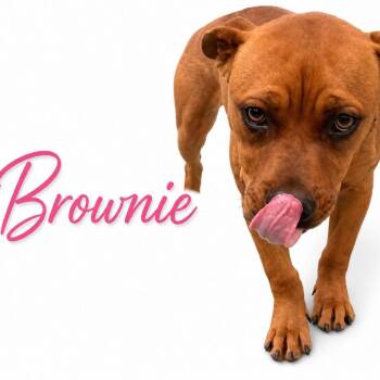 Brownie -  Mixed Breed Dog for Adoption in Memphis, Tennessee - Brownie | PetCurious