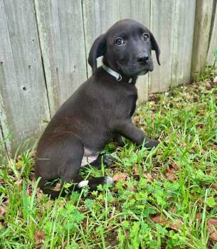 Nico -  Labrador Retriever and Terrier Dog for Adoption in Glocester, Rhode Island - Nico | PetCurious